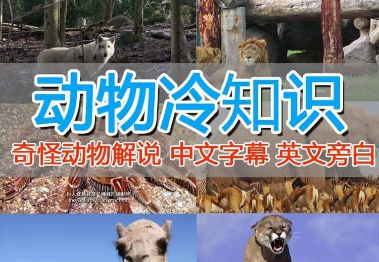 外面卖1699的国外纪录片解说（动物解说、美食、动画片）稳过中视频-爱省资源网